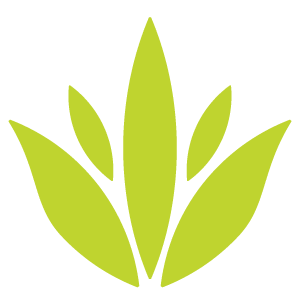 Maguey